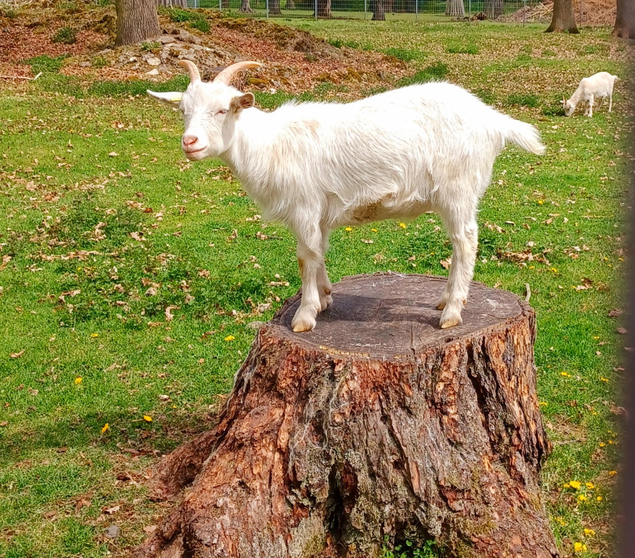 Im Stadtpark - Tiergehege