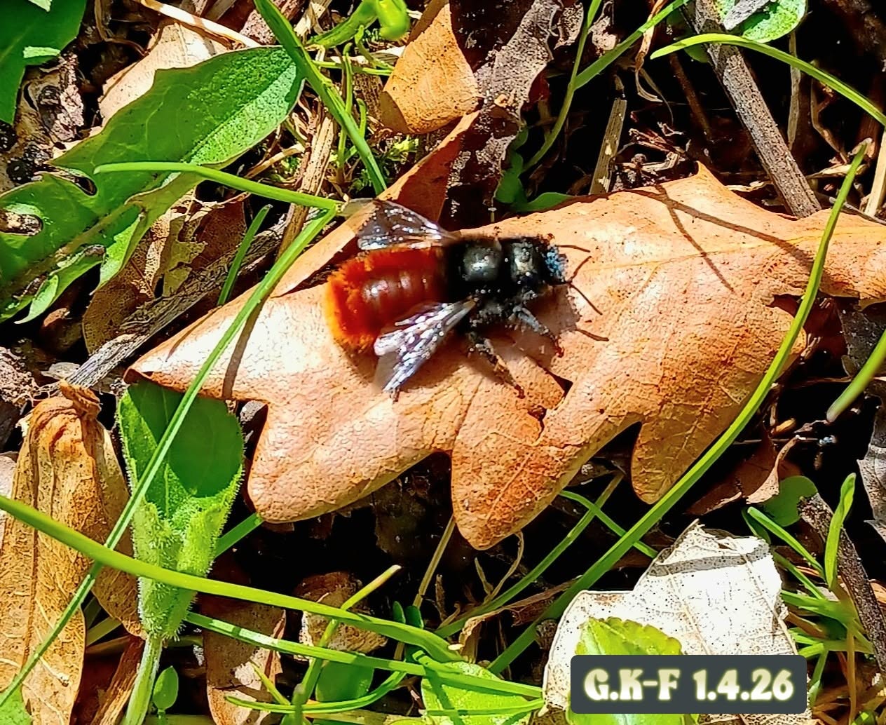 Rostrote Mauerbiene -wurde 2019 als "Biene des Jahres" geehrt.