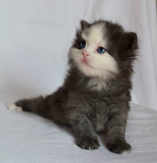 Topaz Cat 俄烏戰爭下誔生的品種