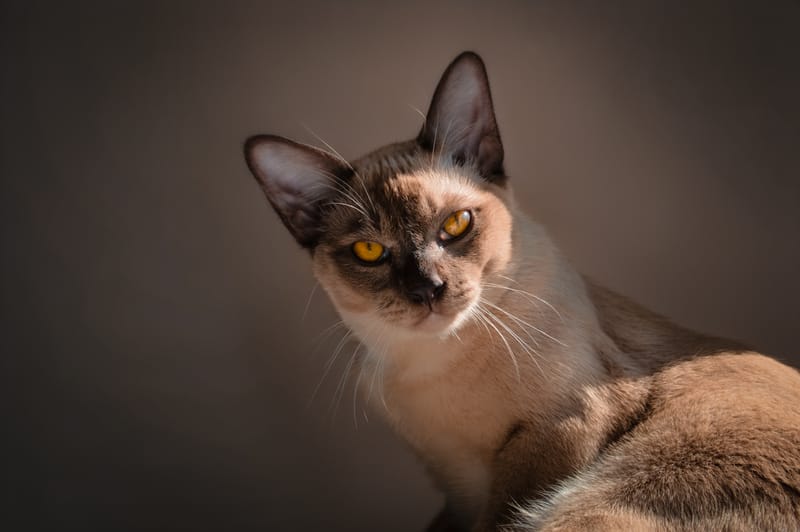 面臨基因狹窄的品種-緬甸貓