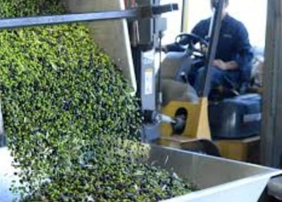 This is how our oil has so many Polyphenols