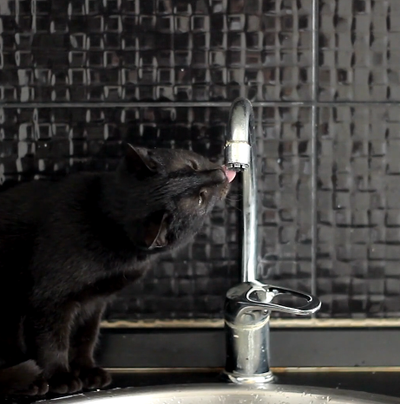 Croatian cats live longer.  This is how