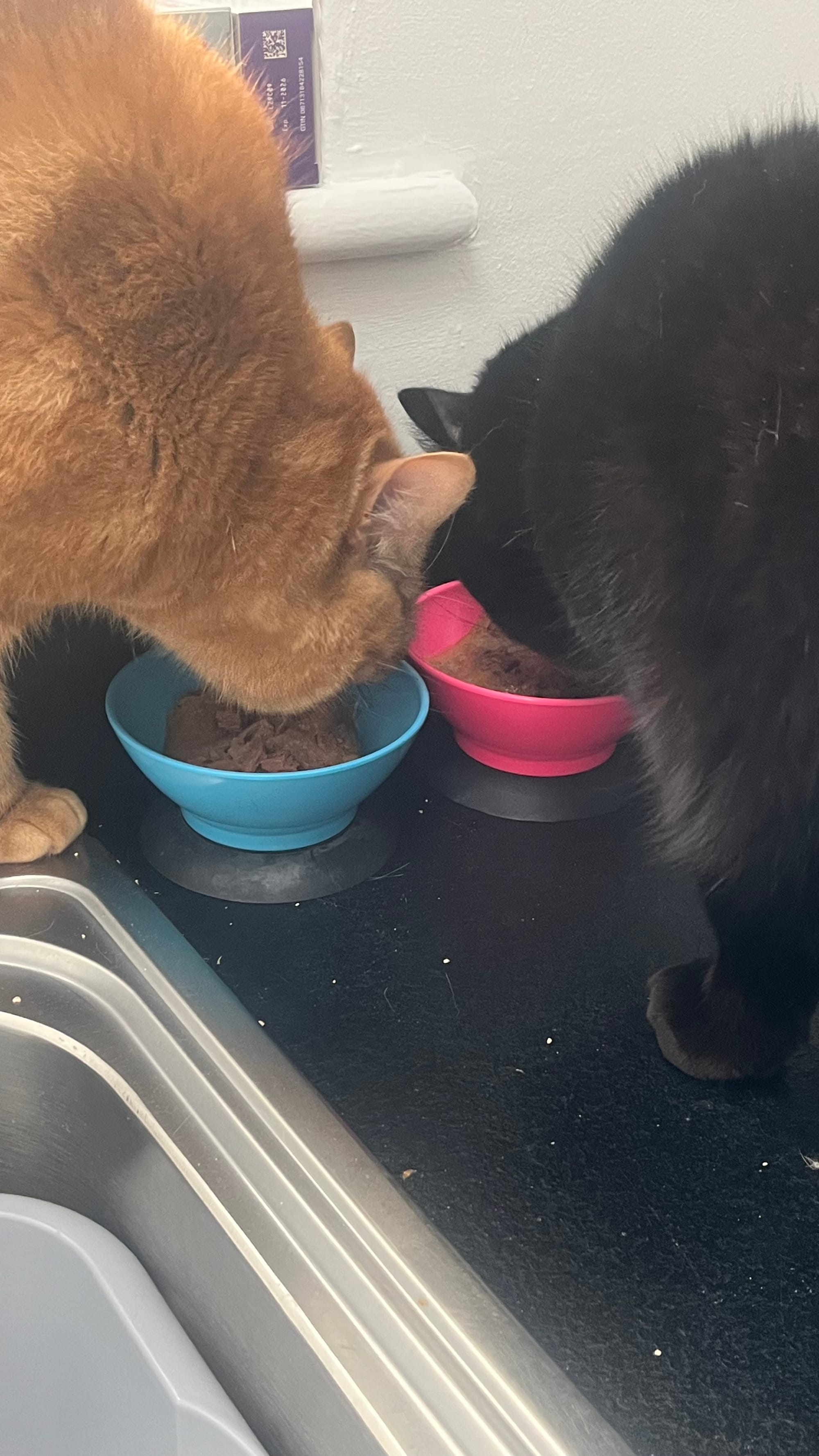 Heidi & Wilf