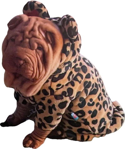 Wilson's Wrinkly Shar-Pei's LLC