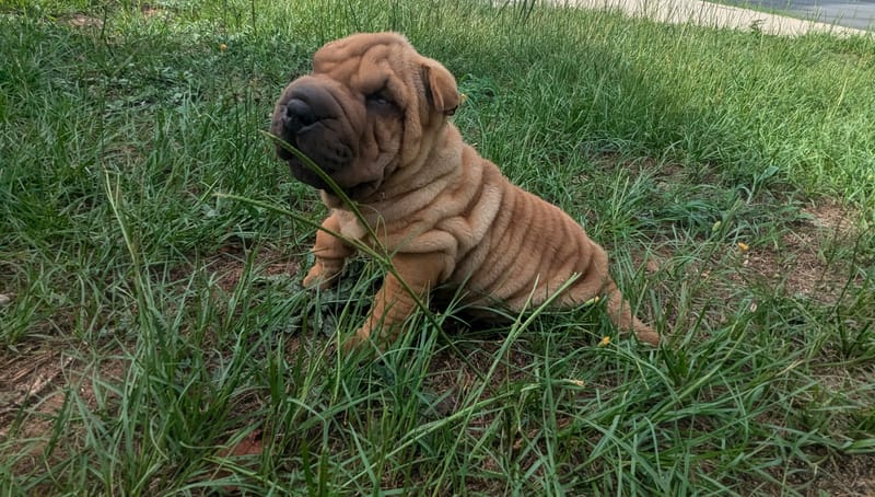 puppies from past litters