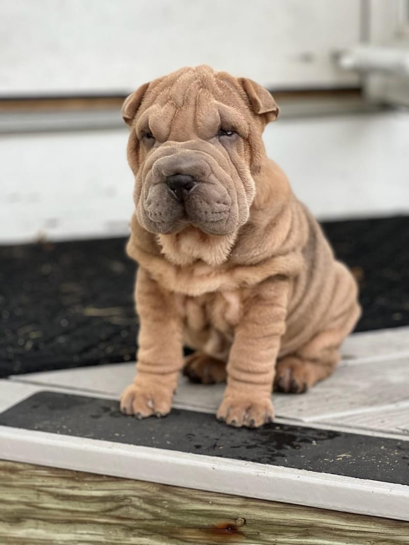 puppies from past litters