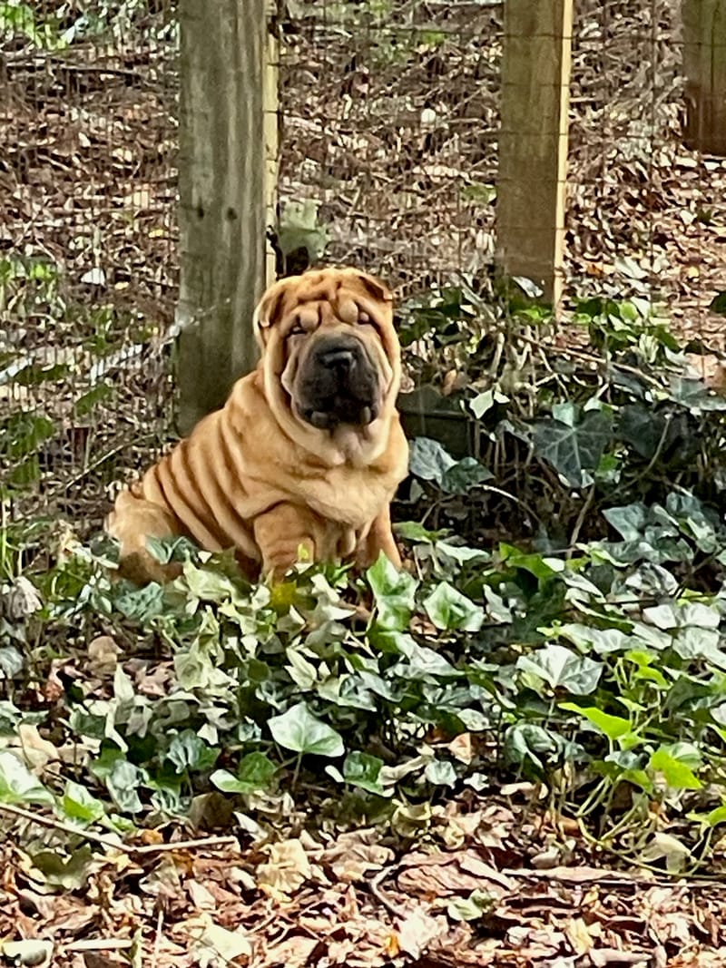 puppies from past litters