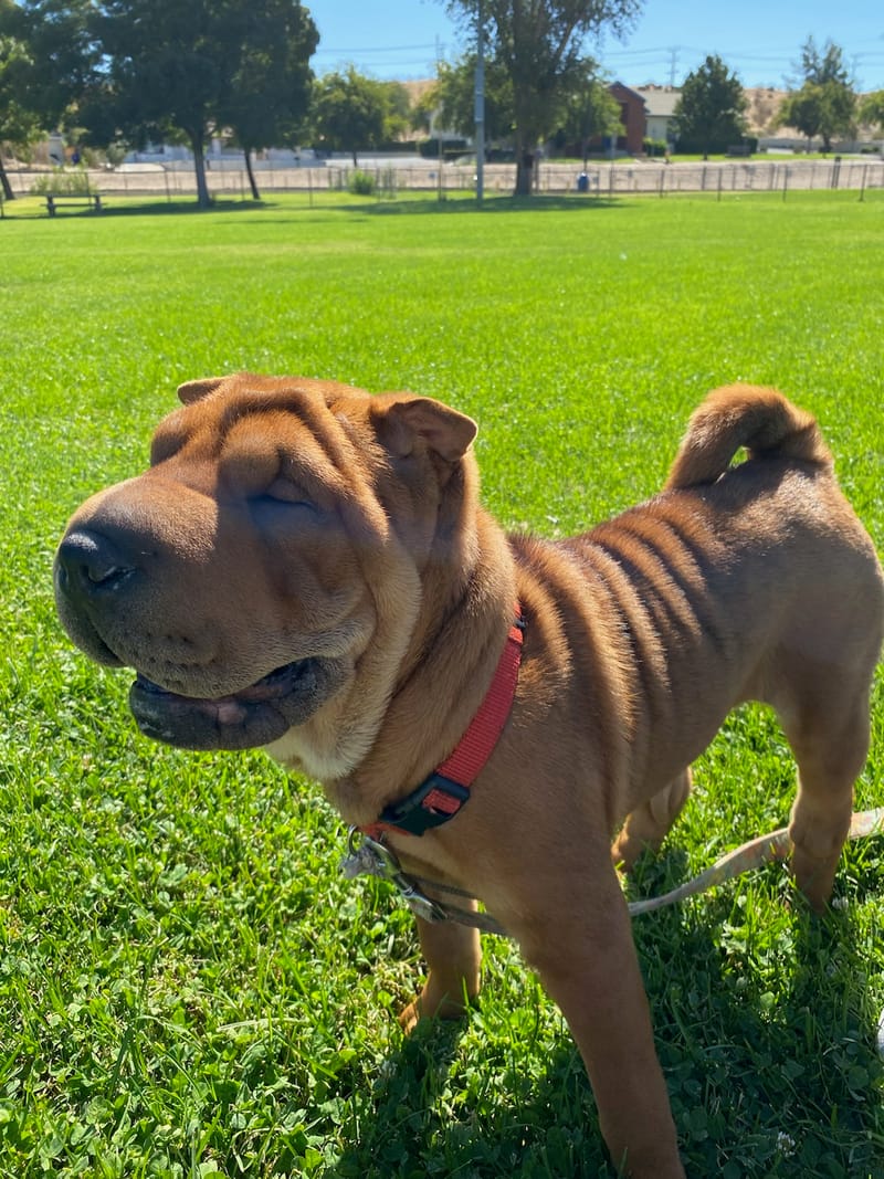 puppies from past litters