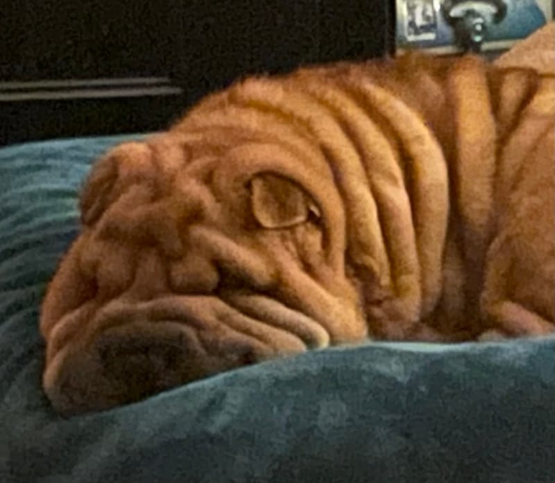 puppies from past litters