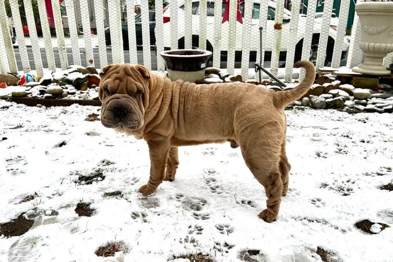 puppies from past litters