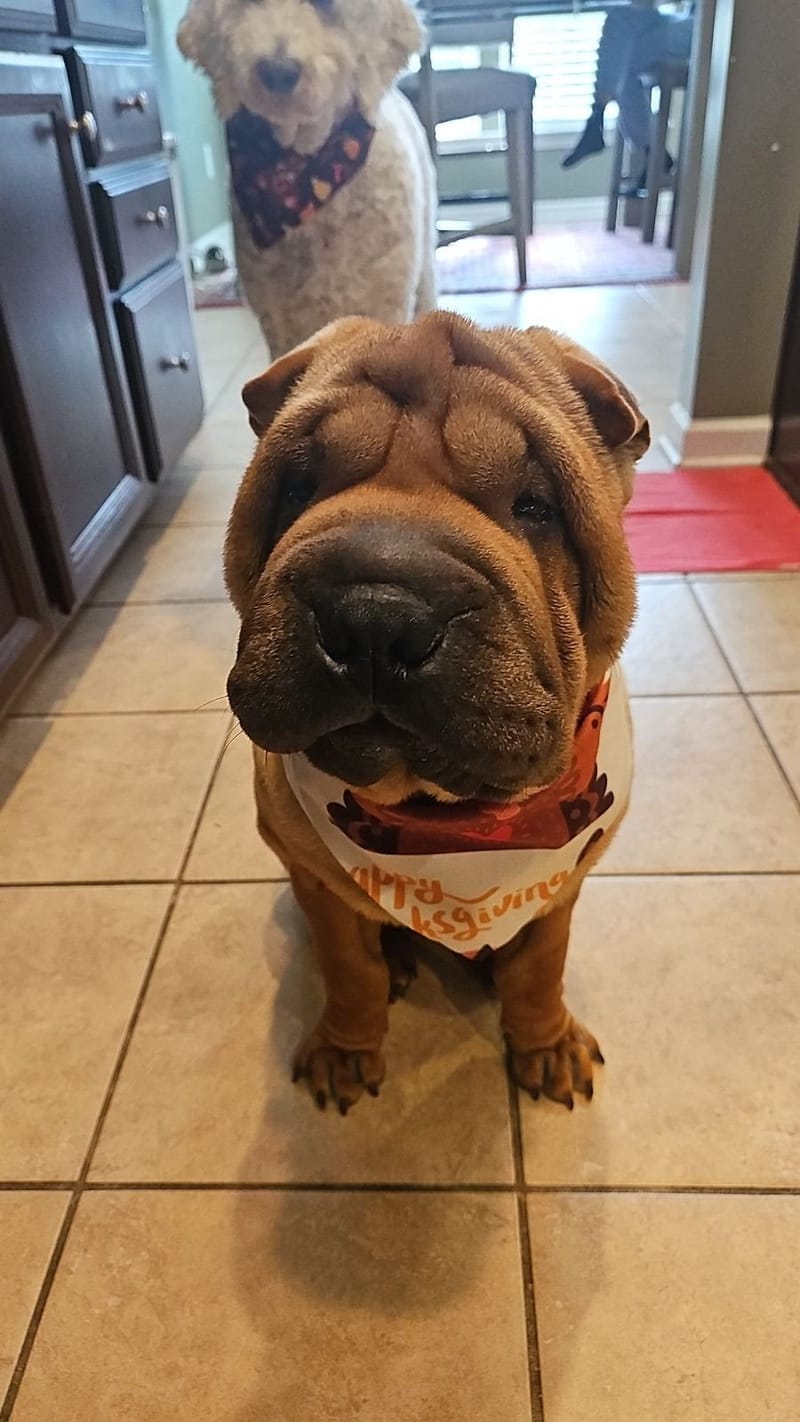 puppies from past litters