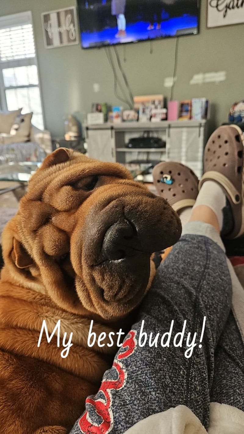 puppies from past litters