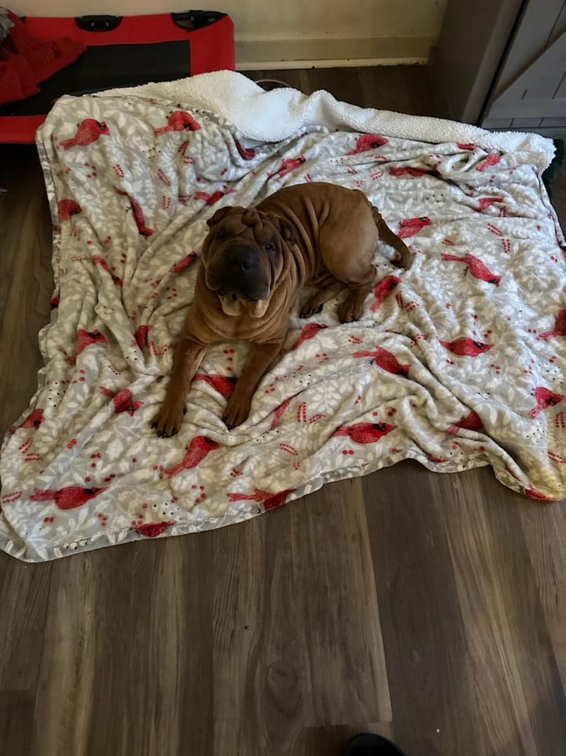 puppies from past litters