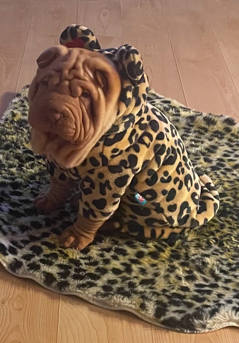 puppies from past litters