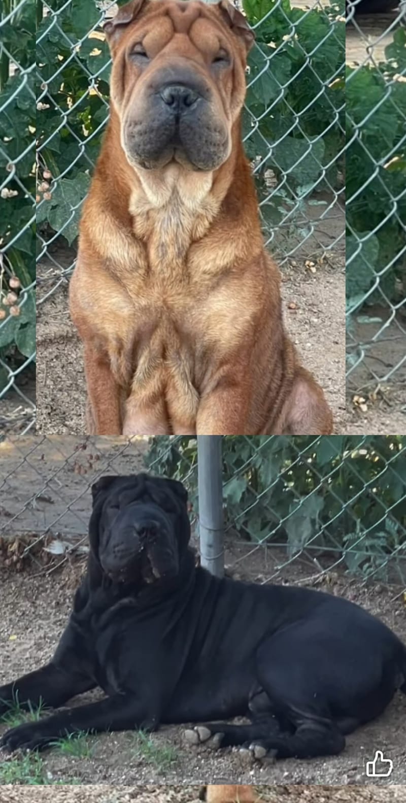 puppies from past litters