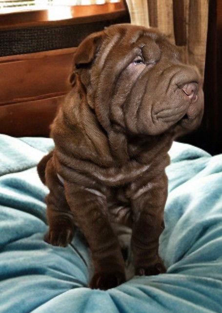 puppies from past litters