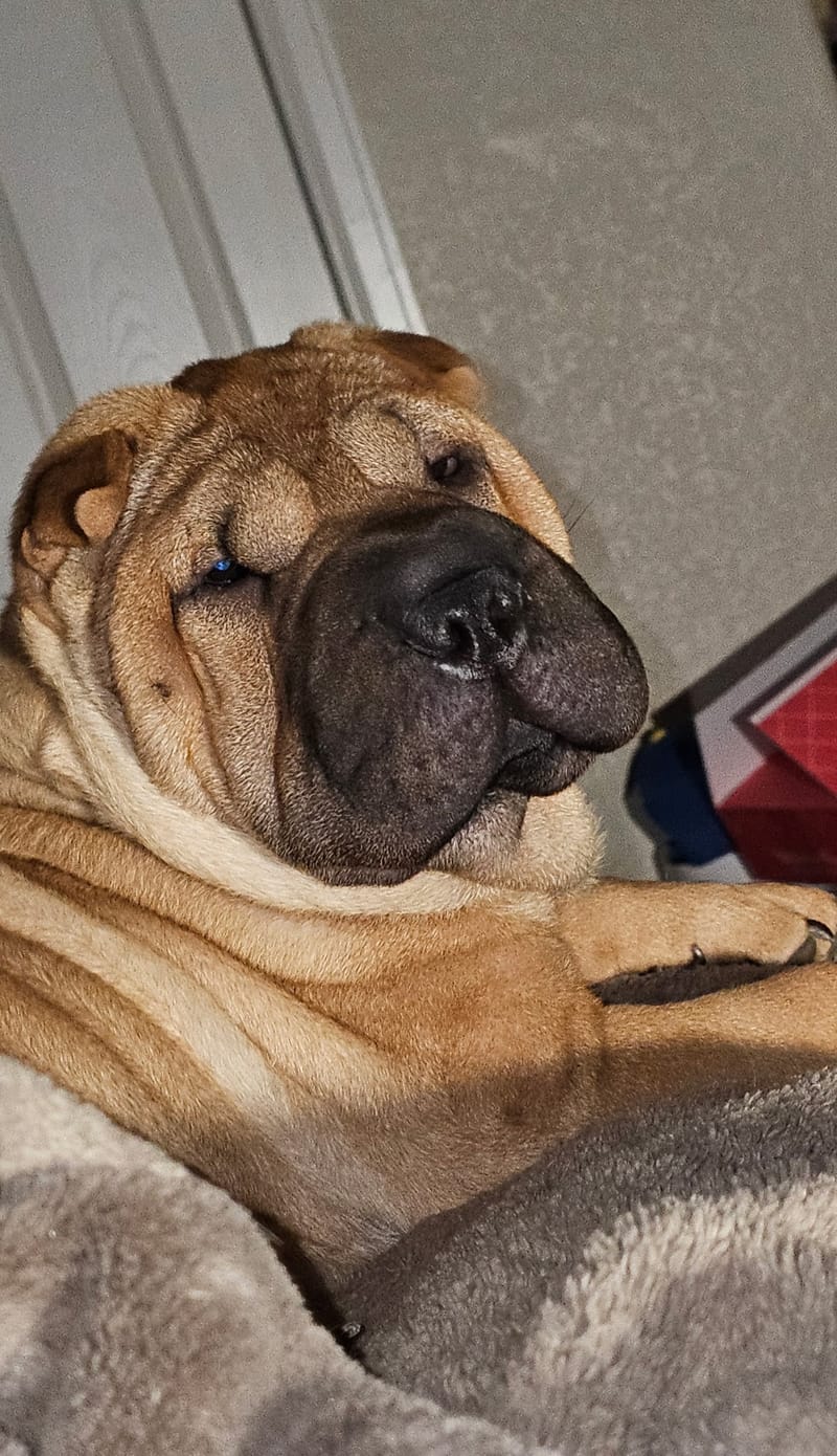 puppies from past litters