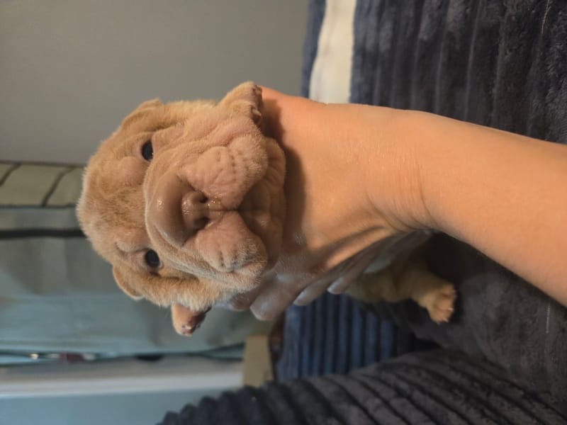 Male puppy available (last male)