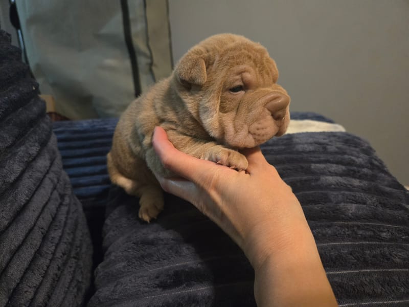 Male puppy available (last male)