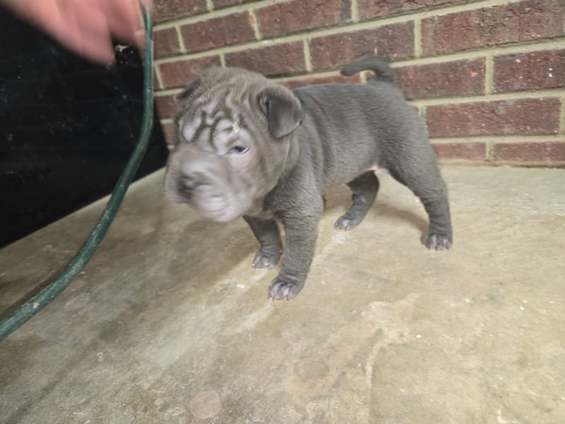 Blue mini female brush coat