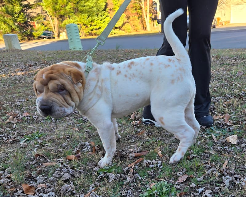 puppies from past litters