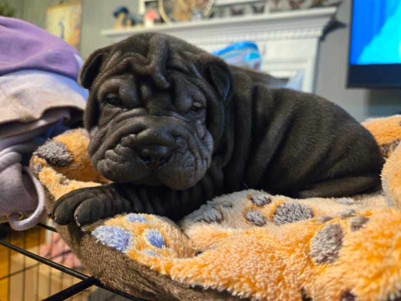 Cookie Dough puppy-  1 male