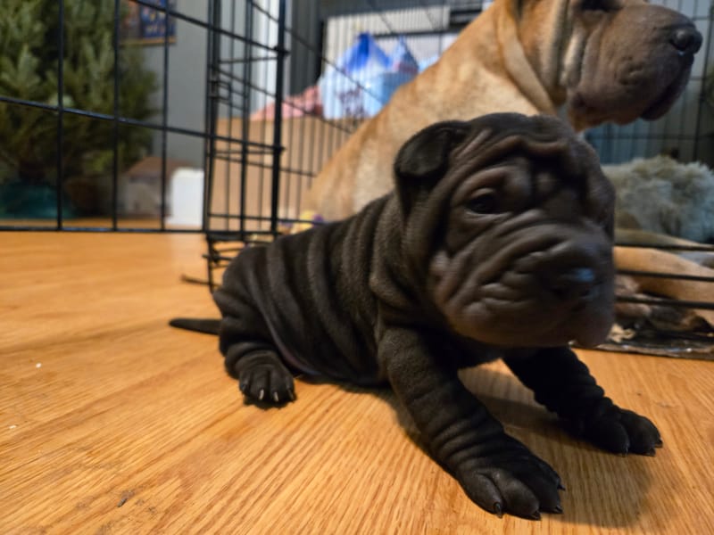 Cookie Dough puppy-  1 male