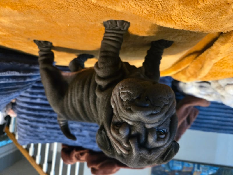 Cookie Dough puppy-  1 male