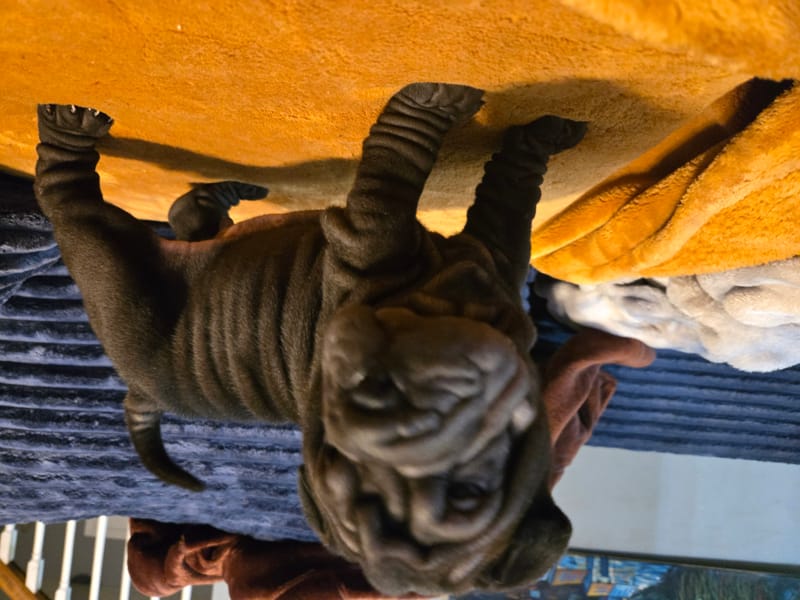 Cookie Dough puppy-  1 male