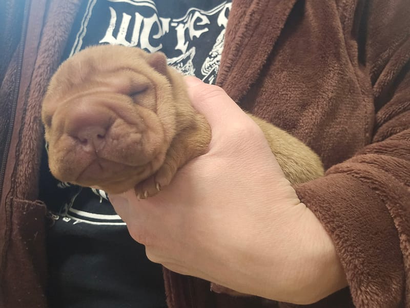 Apricot male born 1/23/2026