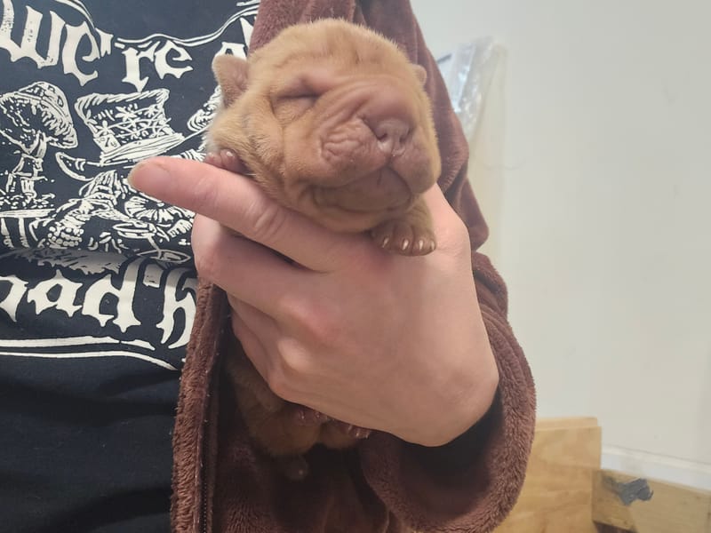 Apricot male born 1/23/2026