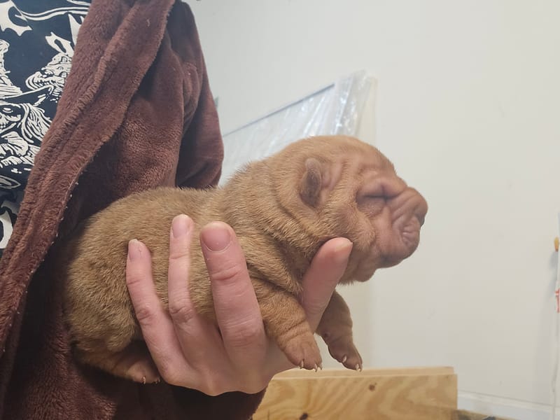 Apricot male born 1/23/2026