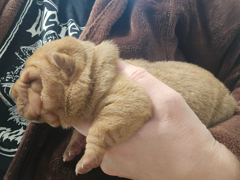 Apricot male born 1/23/2026