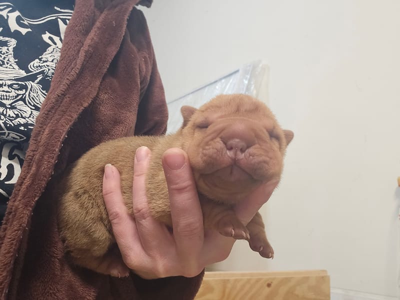 Apricot male born 1/23/2026