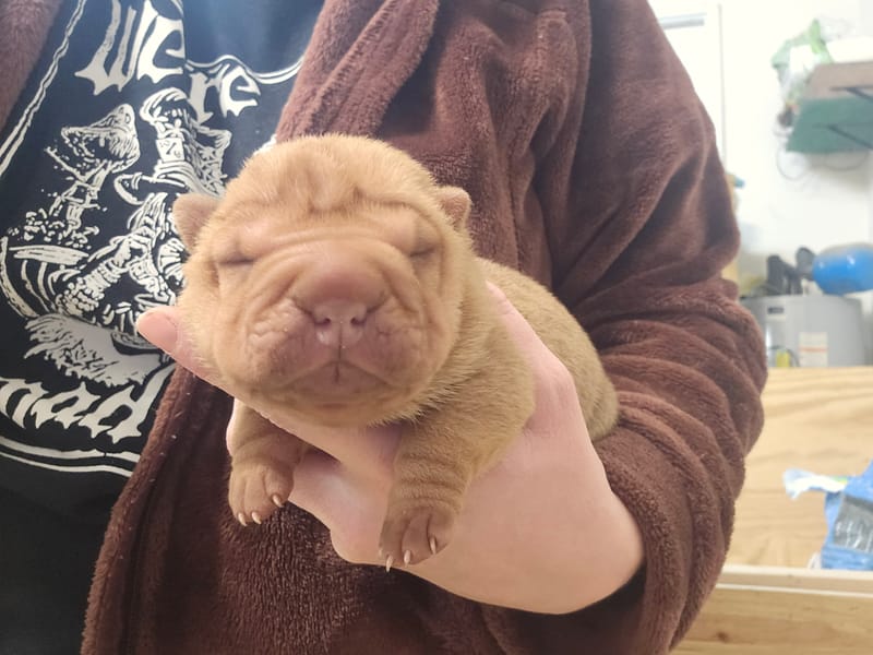 Apricot male born 1/23/2026