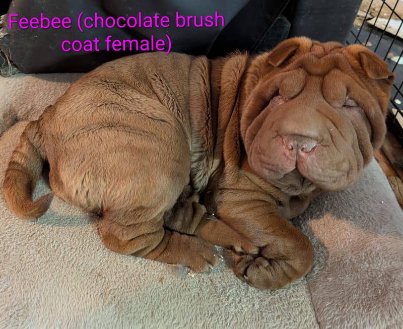 Up Coming Litters!!!