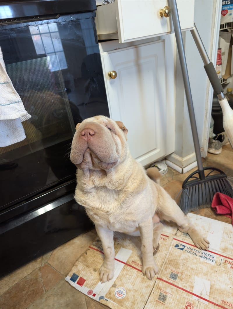 Up Coming Litters!!!