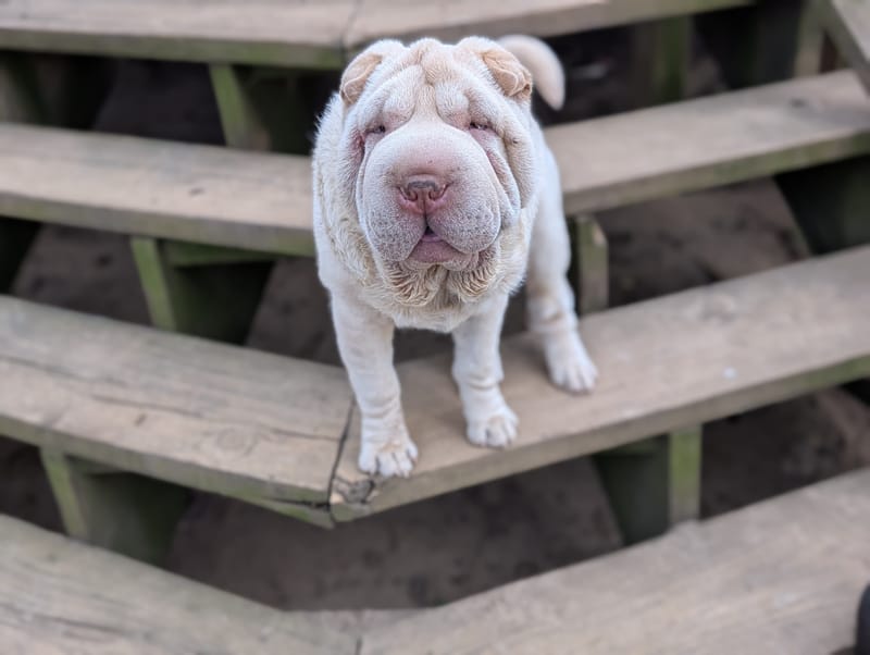 Up Coming Litters!!!