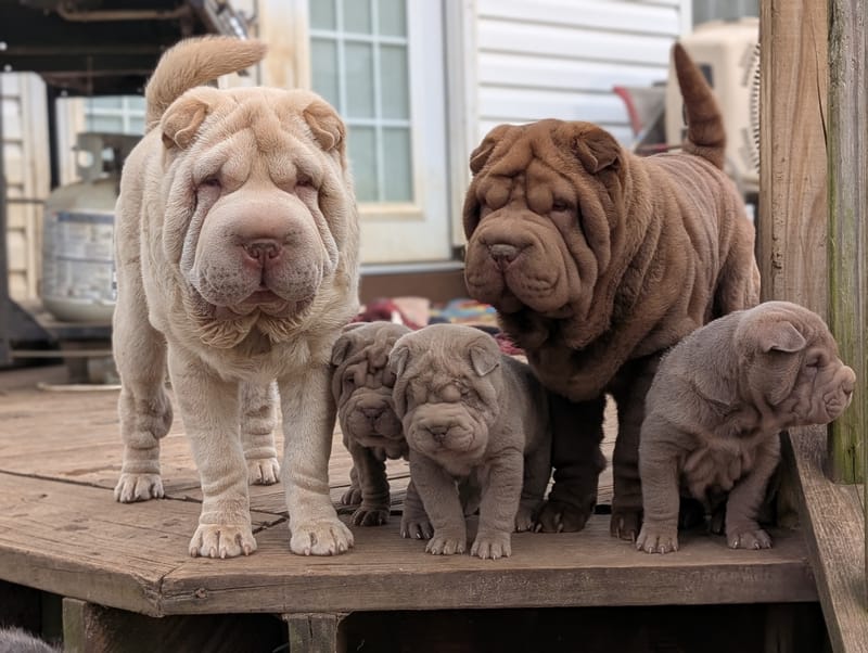 Up Coming Litters!!!