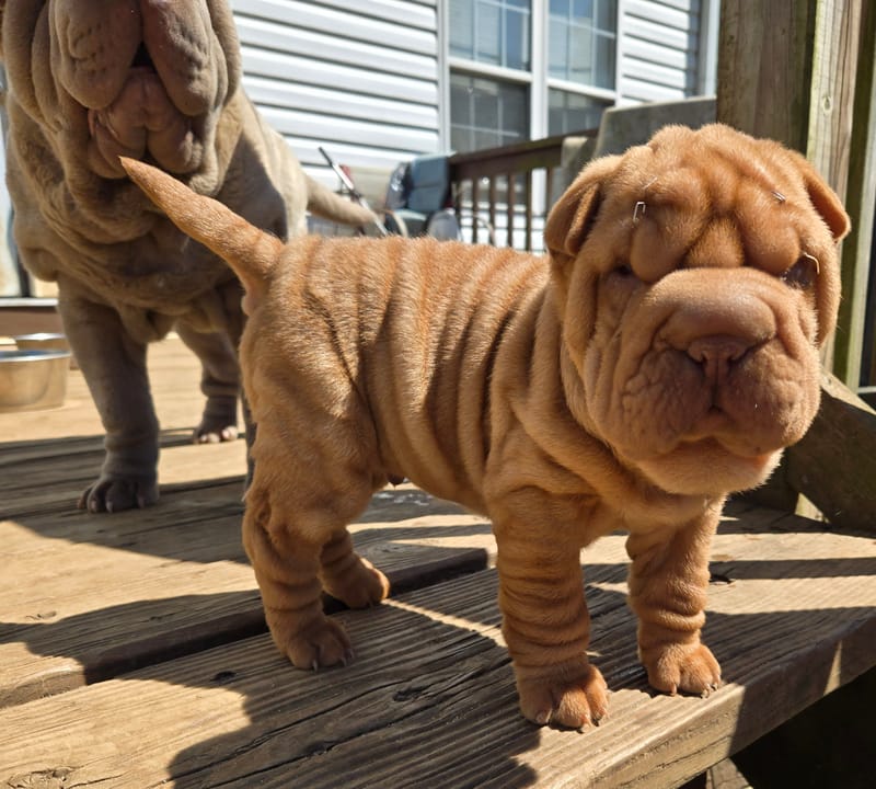 MINI Apricot male born 1/23/2026