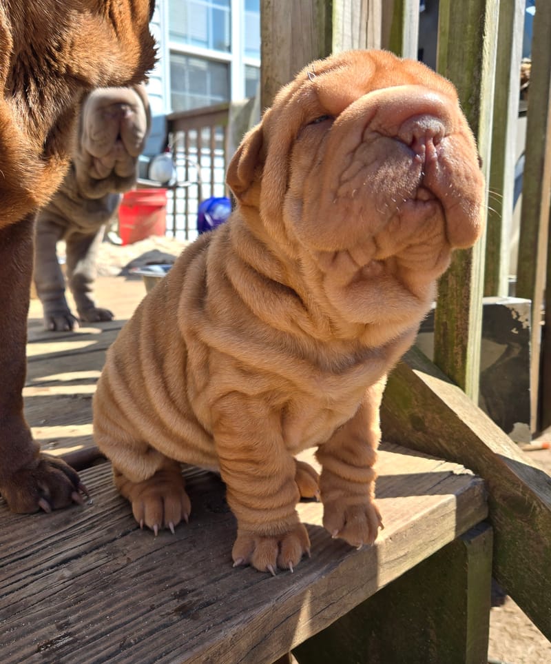 MINI Apricot male born 1/23/2026