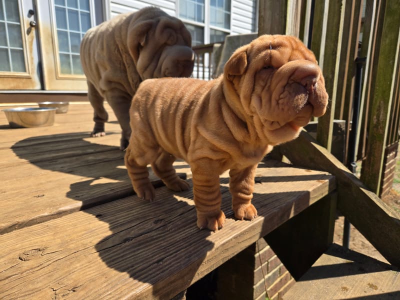 MINI Apricot male born 1/23/2026