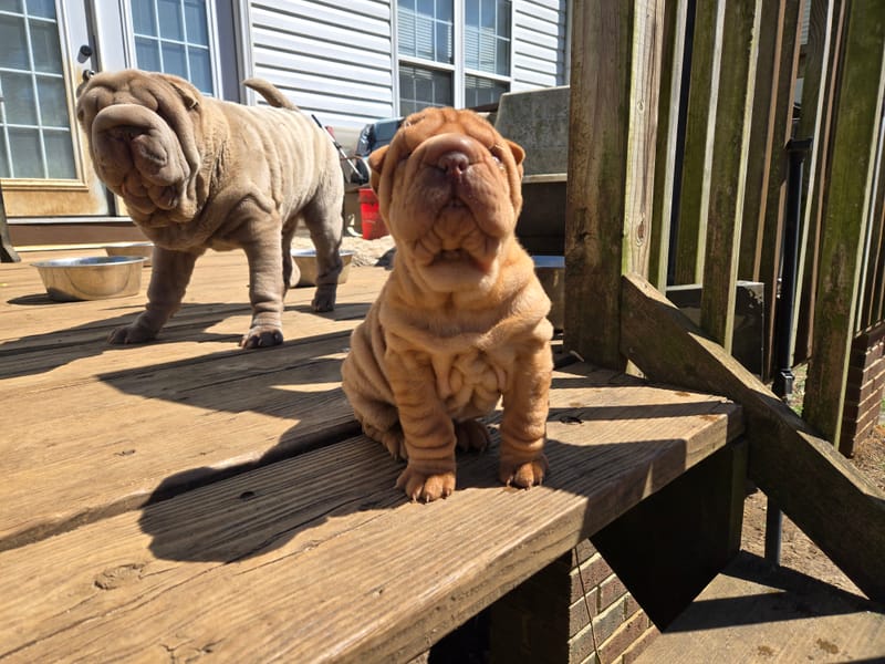 MINI Apricot male born 1/23/2026