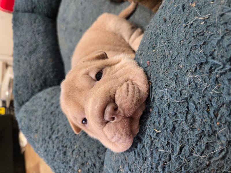 Aurora litter - $2000 