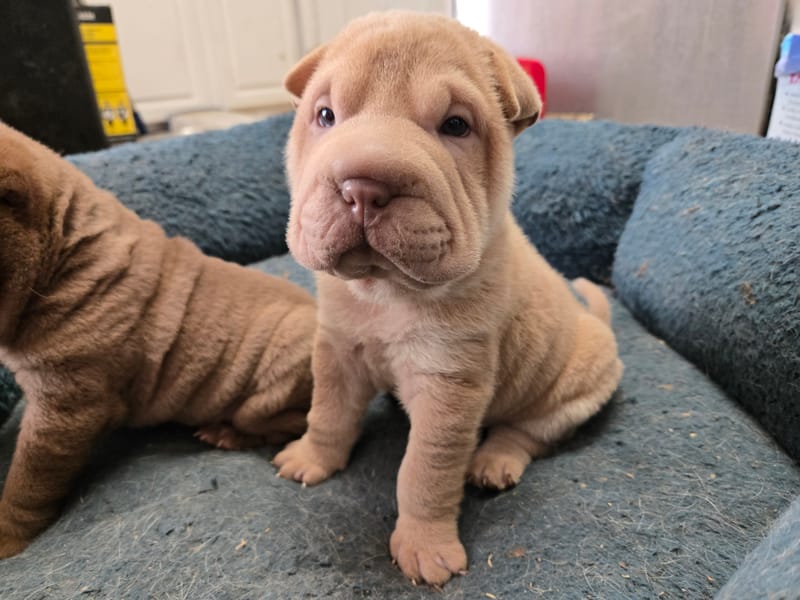 Aurora litter - $2000 