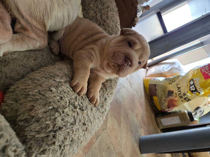 Aurora litter - $2000 
