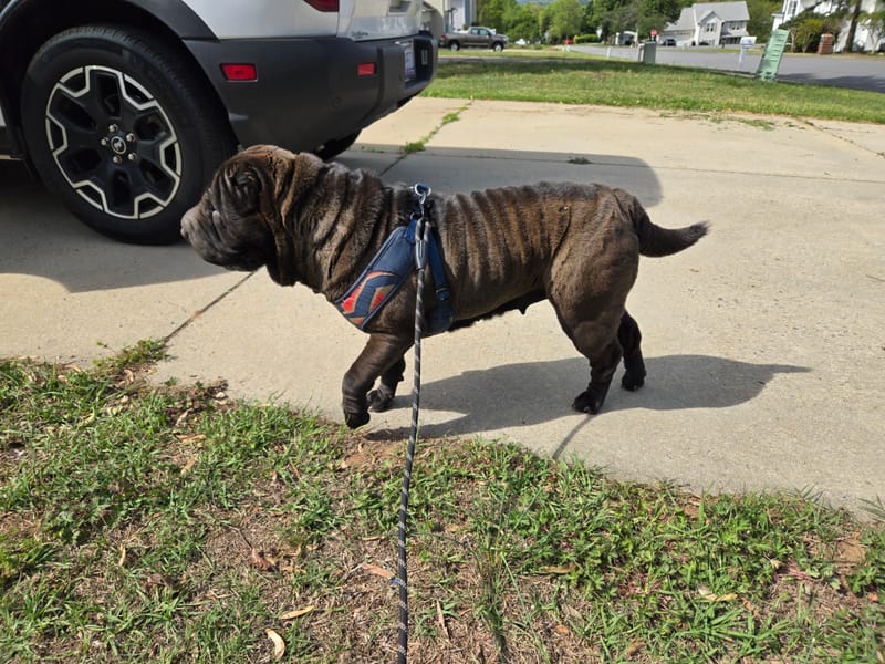 Biscuits and Freya puppies due in June/july