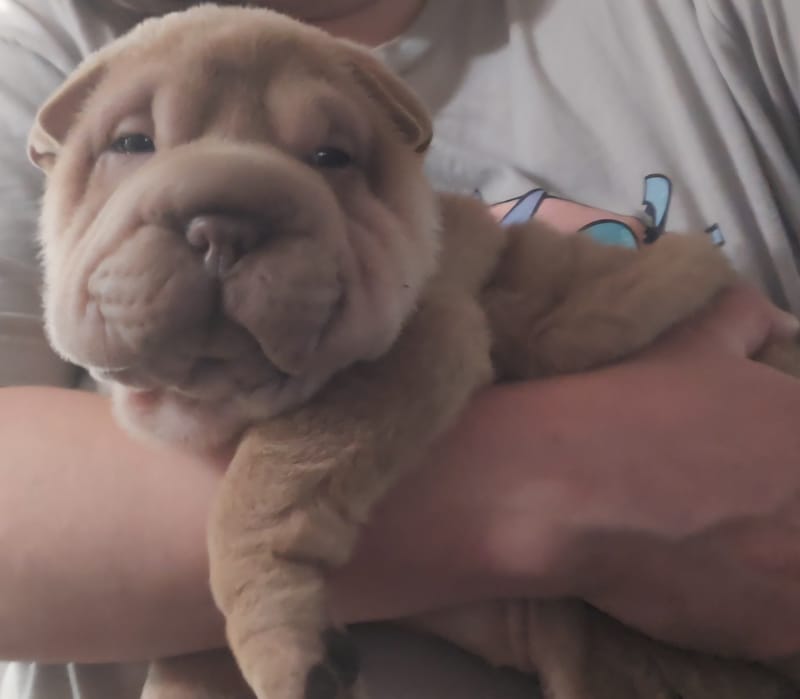 Aurora litter - $2000 