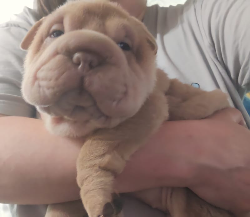 Aurora litter - $2000 