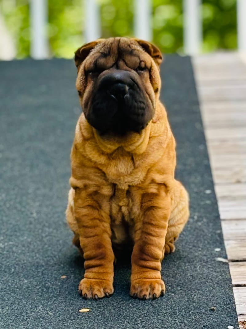 puppies from past litters